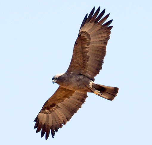 Wahlberg's Eagle in flight